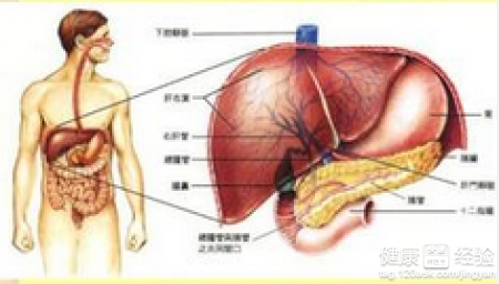 乙肝病毒攜帶與乙肝有什麼區別