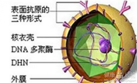 查乙肝五項要多長時間