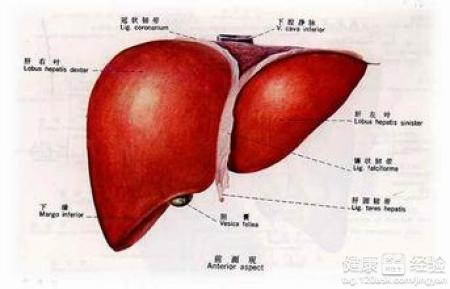 乙肝飲食注意事項