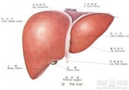 黃疸型肝炎怎麼傳染