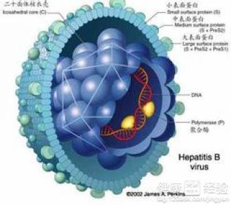 乙肝攜帶怎樣的病毒