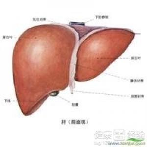 乙肝抗纖維化治療效果顯著嗎