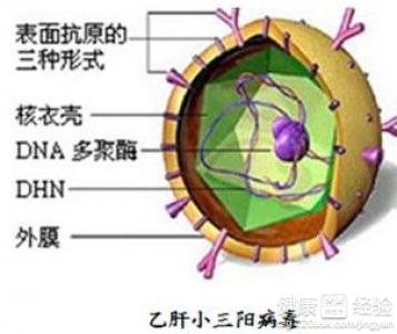 小三陽但肝功正常就說明不是肝炎患者嗎