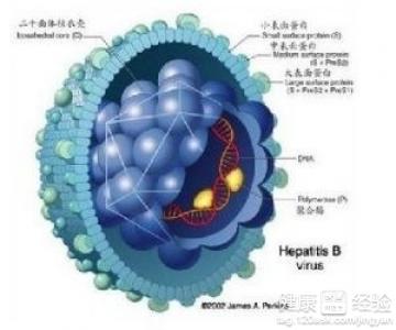 如何知道急性病毒性肝炎已經治愈