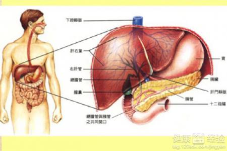 肝炎能不能全好