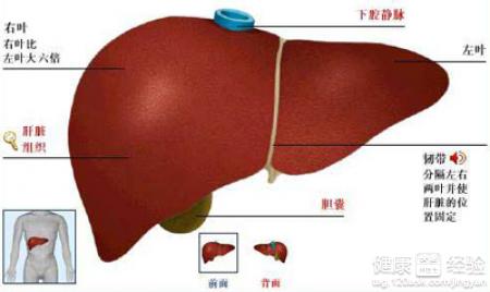 急性肝炎的治療辦法是什麼