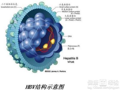 乙肝人群怎樣養肝？