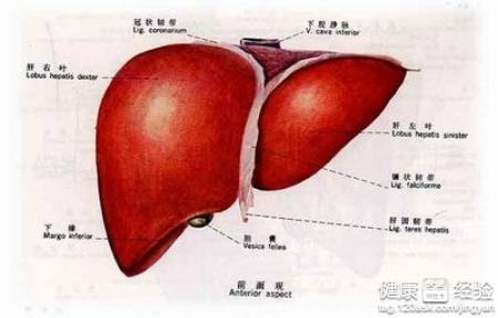 肝結節肝硬化有關