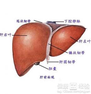 怎麼樣治療肝硬化