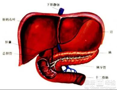 肝硬化中醫能治愈嗎？