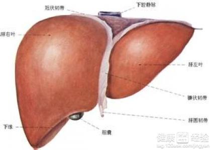 肝硬化是怎麼造成的