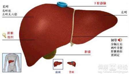 酒精性肝硬化會傳染麼