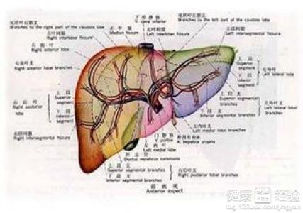 肝硬化患者中期是小三陽有傳染性嗎