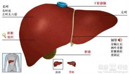 肝硬化主要有那些特征