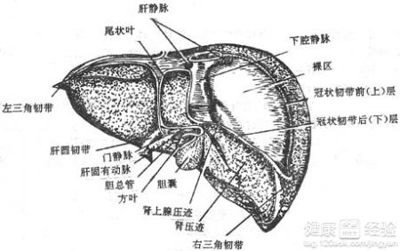 肝硬化患者的護理方法