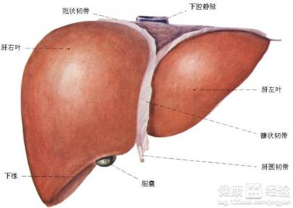 怎樣預防早期肝硬化呢?