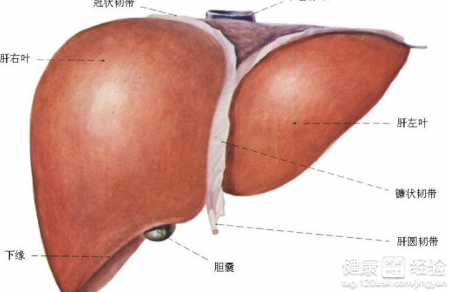 關於肝硬化，我們應該了解什麼