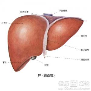 酒精肝患者的預防措施