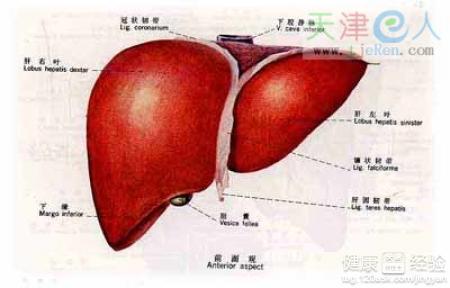 酒精性肝病怎麼治療