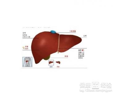 患了脂肪肝肝區隱痛怎麼辦