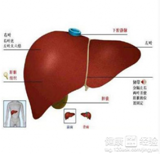 脂肪肝引發的原因