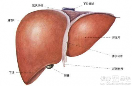 乙肝患者平時應該怎麼保健