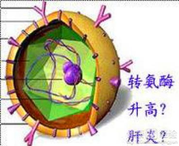 大三陽患者轉氨酶高是怎麼引起的？