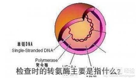 谷丙轉氨酶高是肝病嗎