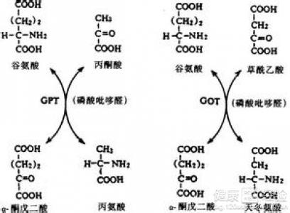 小孩谷丙轉氨酶和谷草轉氨酶高是什麼原因