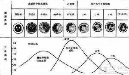 谷丙轉氨酶、谷草轉氨酶、谷氨酰胺轉肽酶這三個指標偏高怎麼辦