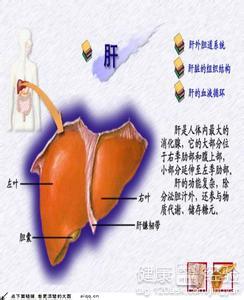 谷丙轉氨酶高吃什麼藥好