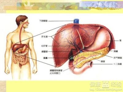 肝功能各項指標