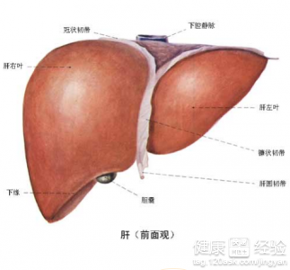 肝功能檢查哪些項目