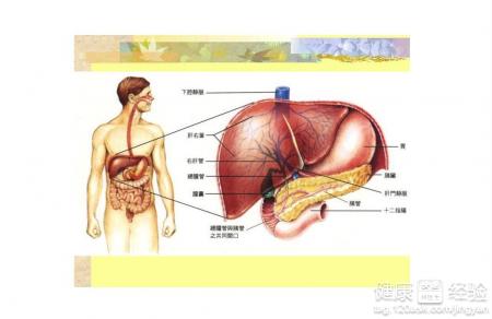 肝功能谷丙偏高和腎虛有關嗎