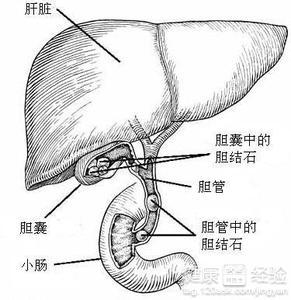 肝功能中鹼鹽磷酸酶超標怎麼治療