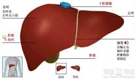 肝功能不正常引起的原因