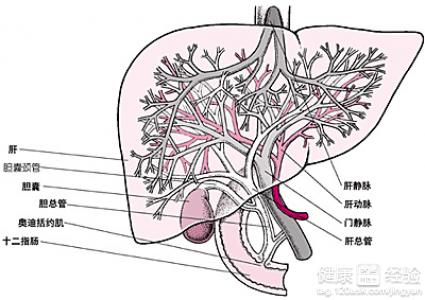 傷害肝髒健康的幾種行為