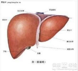 怎樣自我判斷肝髒的健康狀況？