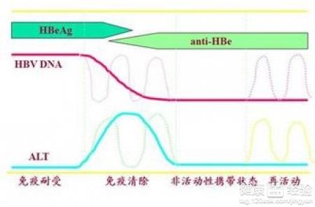 小三陽病毒攜帶者能好嗎