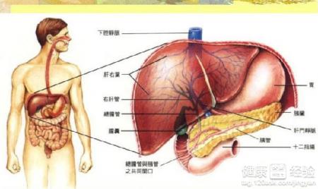 肝囊腫怎麼回事