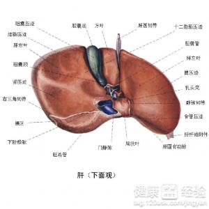 肝囊腫介入後還會長嗎