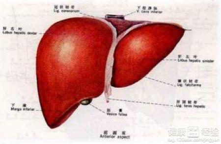 肝囊腫痛嗎