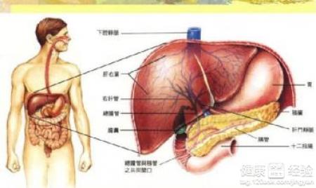 肝囊腫還能喝酒嗎