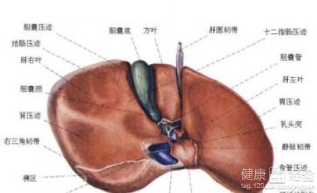 多發肝囊腫嚴重嗎