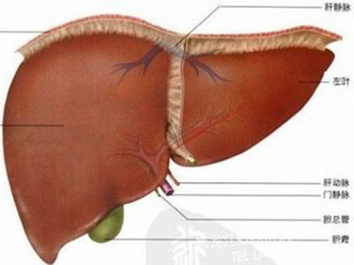 肝囊腫應該如何預防？