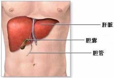 肝囊腫的四大症狀