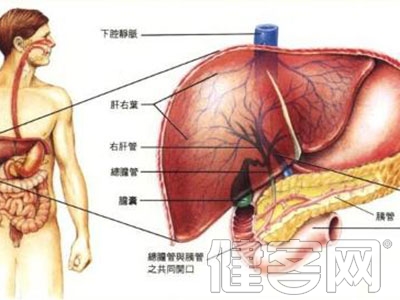 肝囊腫有什麼危害你知道嗎