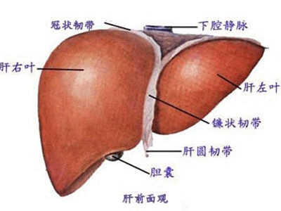 了解肝腹水的三大原因