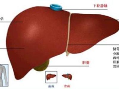 肝血管瘤會危及生命嗎