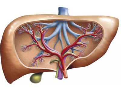 有肝血管瘤還能活多久 肝血管瘤破裂可致死亡